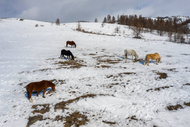 Altai Mountains, horses on a mountain pasture. Aerial view.