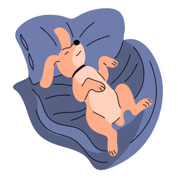 Vector illustration of A domestic dog sleeps in a bed on a pillow