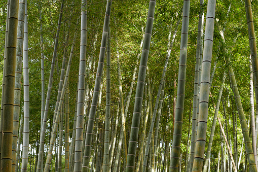 Background for advertising about ecology or for mockup about eco products, green bamboo grove, horizontal poster