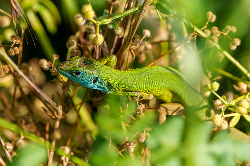 Male of green lizard - Lacerta viridis.