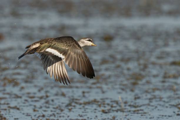 istock Cotton Pygmy landing on lake water after flight 2109323587