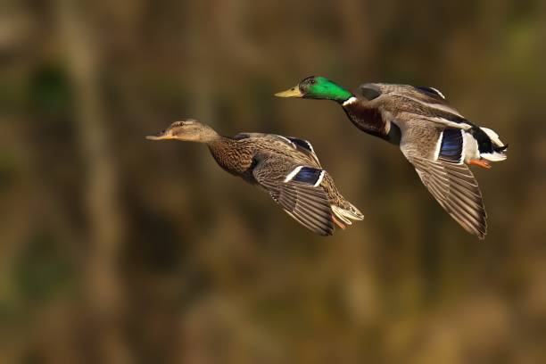 istock Mallard ducks flying over a pond by the forest 2109323592