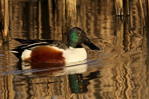 A northern shoveler male falling out of the water in a humorous moment