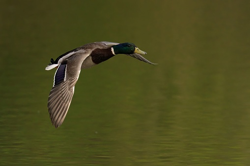 A mallard duck gliding low with wings outstretched over a tranquil pond