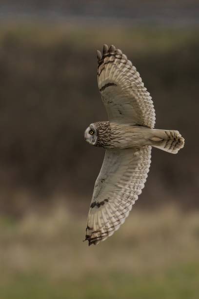 istock Majestic short-eared owl soaring above grass and dirt 2109324113
