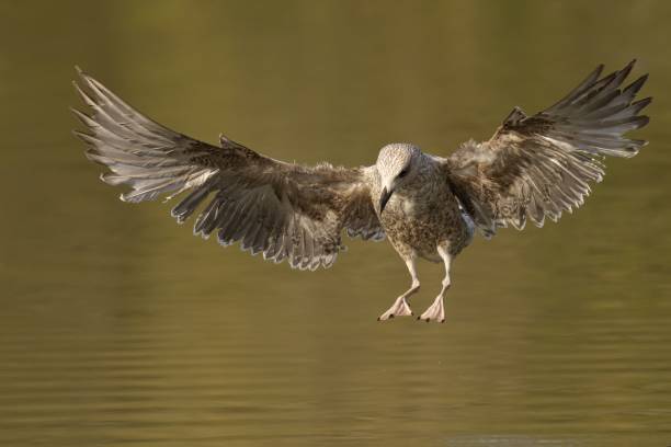 istock Herring gull flapping its wings in the water near the shore 2109324117