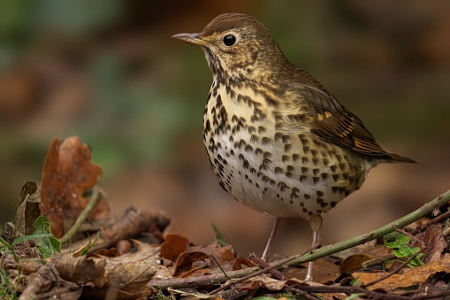 A song thrush with black markings and yellow legs on leaf-strewn ground