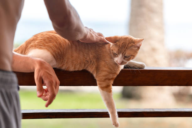 istock young man holds a brown and white cat with yellow eyes 2109335540