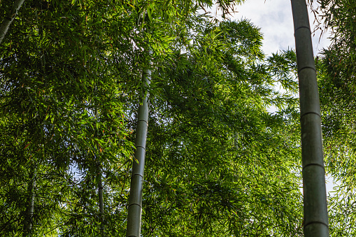 Bamboo Garden Pathway