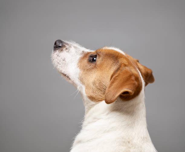 istock Young Jack Russell Terrier Dog portrait on grey background 2109340489