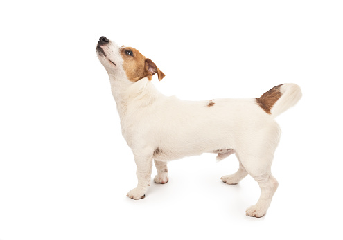 Young Jack Russell Terrier Dog standing on white background. This file is cleaned and retouched.