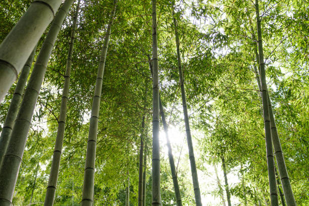 istock Arashiyama bamboo forest in Kyoto, Japan. 2109341027