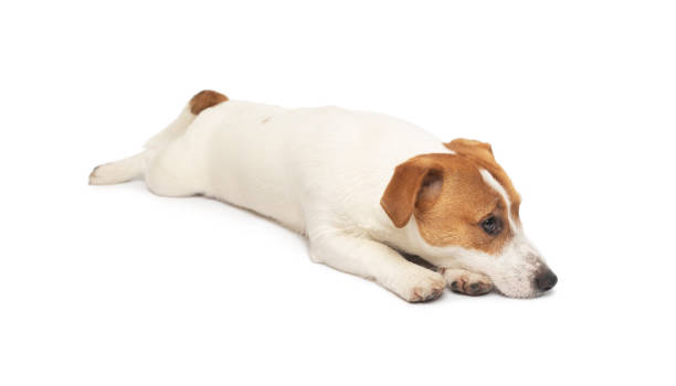 istock Young Jack Russell Terrier Dog lying on white background 2109341545