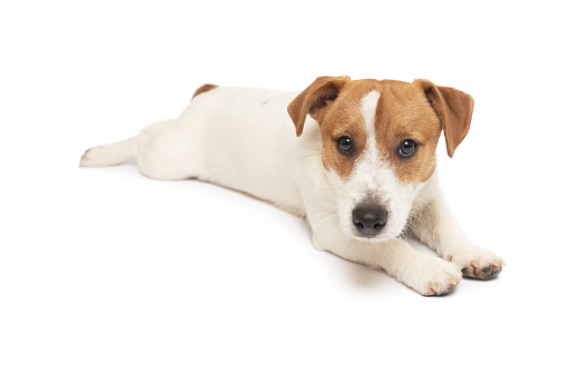 Young Jack Russell Terrier Dog lying on white background. This file is cleaned and retouched.