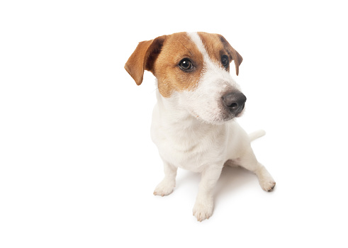 Young Jack Russell Terrier Dog standing on white background. This file is cleaned and retouched.