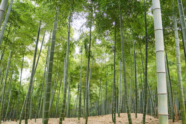 istock Arashiyama bamboo forest in Kyoto, Japan. 2109342083
