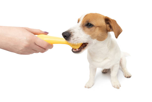 istock Young Jack Russell Terrier Dog playing with toy on white background 2109342627