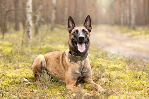 Belgian Shepherd Malinois dog lying on forest moss. This file is cleaned and retouched.