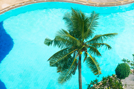 top view of beautiful swimming pool with coconut palm tree. summer vacation.