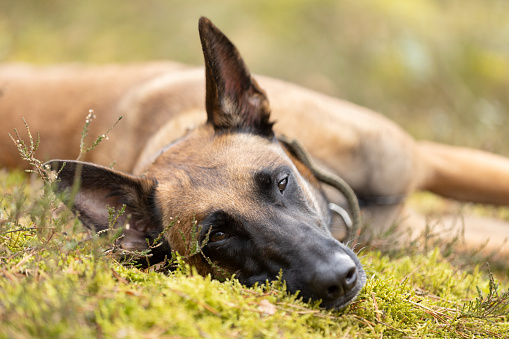 Belgian Shepherd Malinois dog resting lying on forest moss. This file is cleaned and retouched.