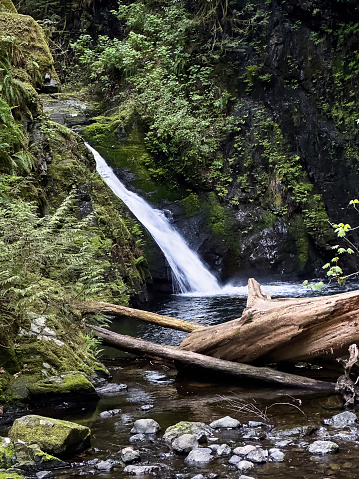 Large logs block the stream bed in front of a beautiful water fall surrounded by lush green foiliage.