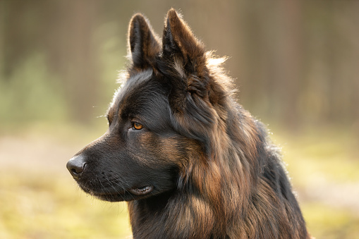 German Shepherd dog portrait in sunny day. This file is cleaned and retouched.