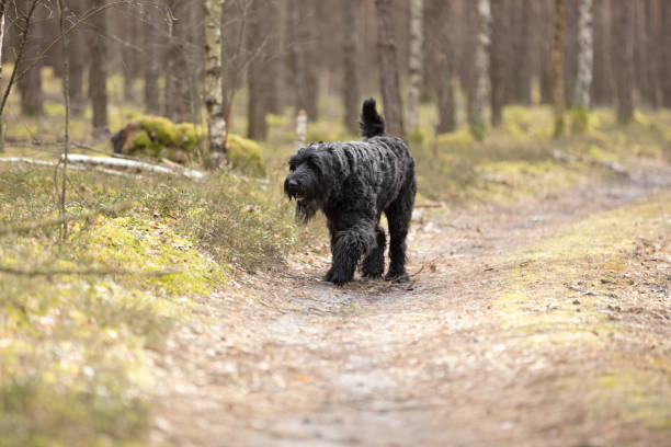 istock Black Giant Schnauzer dog walking in forest 2109348971