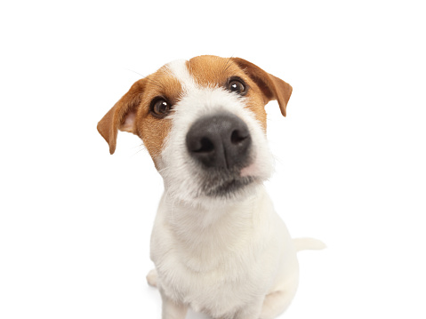 Young Jack Russell Terrier Dog portrait on white background. This file is cleaned and retouched.