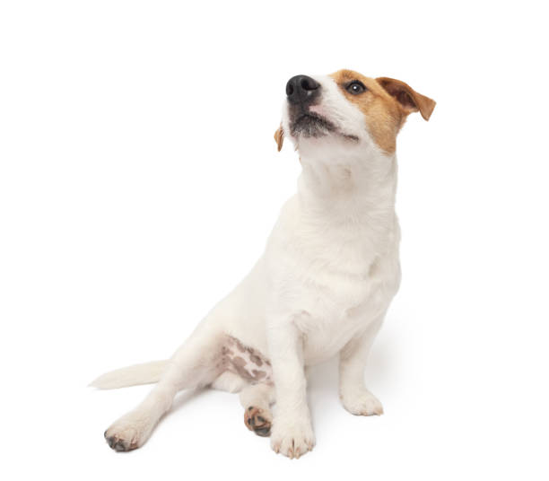 istock Young Jack Russell Terrier Dog sitting on white background 2109353630