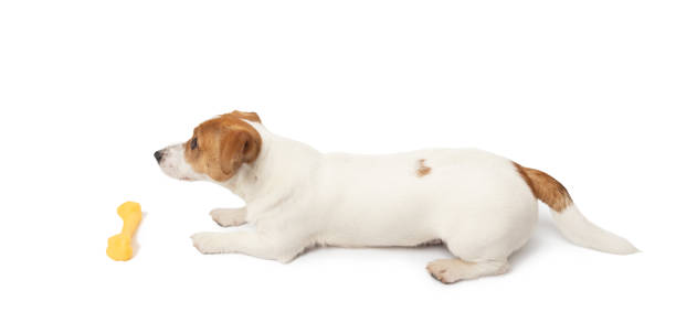 istock Young Jack Russell Terrier Dog lying on white background 2109353642
