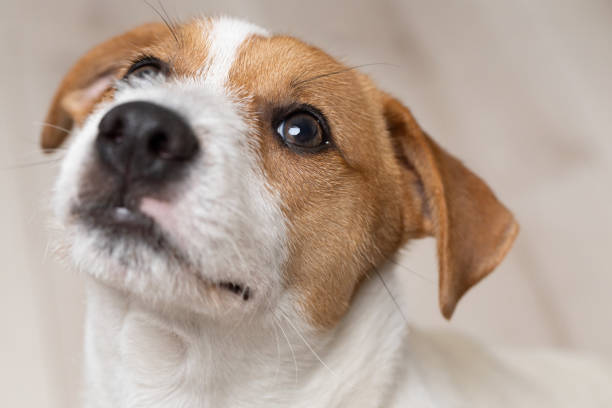 Young Jack Russell Terrier Dog portrait. This file is cleaned and retouched.