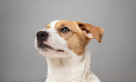 Dog face - cute happy jack russell pet puppy looking in the grass, web banner with copy space