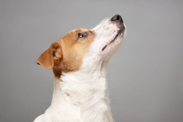Little Jack Russell Terrier dog Aggressive is barking