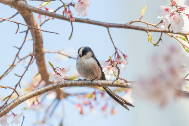 istock a long-tailed tit sitting on the branches of the cherry blossom tree 2109357332