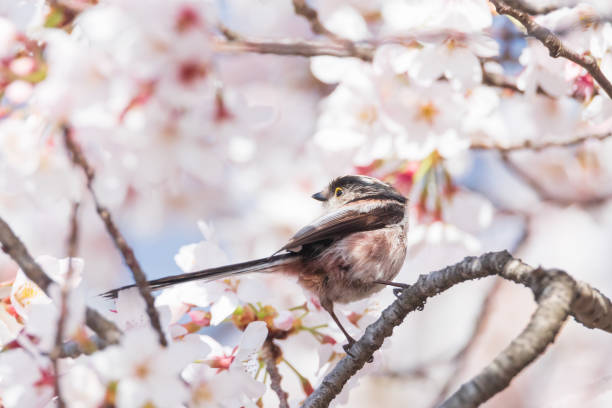 a long-tailed tit sitting on the branches of the cherry blossom tree