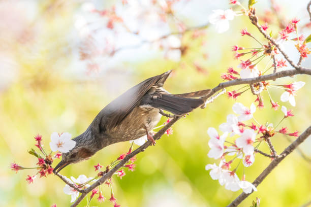 istock a brown-eared bulbul sitting on the branches of the cherry blossom tree 2109357839