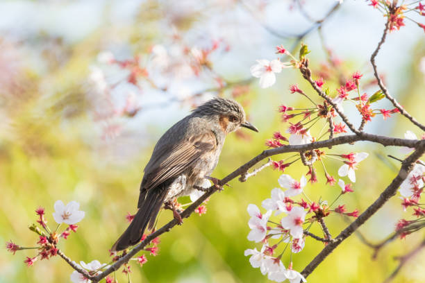 istock a brown-eared bulbul sitting on the branches of the cherry blossom tree 2109357850