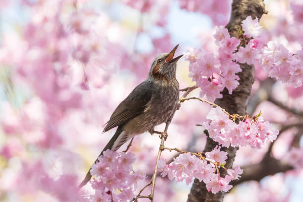 istock a brown-eared bulbul sitting on the branches of the cherry blossom tree 2109357866