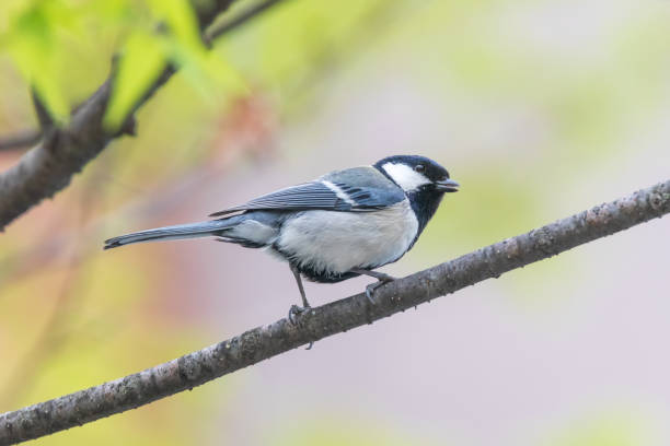 istock a great tit sitting on the branches of the cherry blossom tree 2109358379