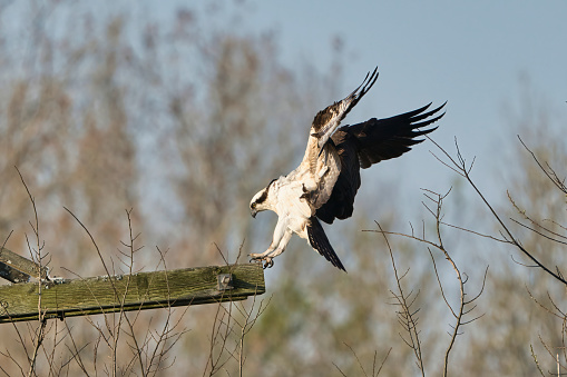 An osprey landing over pole