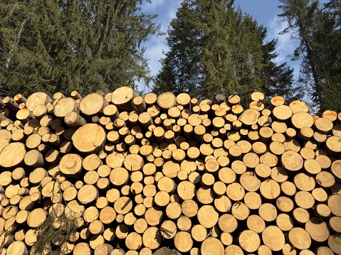 Fir tree trunk ready for processing