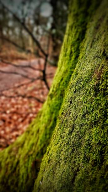 istock Green moss on the tree trunk in the forest 2109402001