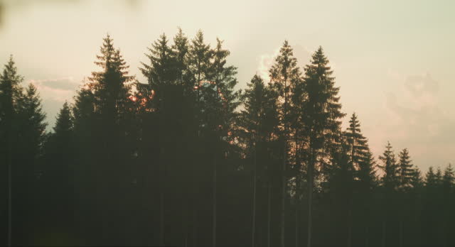 Sunset rays peek through the silhouette of tall pines against a soft pastel sky. Dense coniferous forest at twilight.