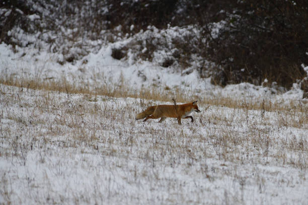 istock Red fox stalking on a meadow for mouse in winter snow 2109410407