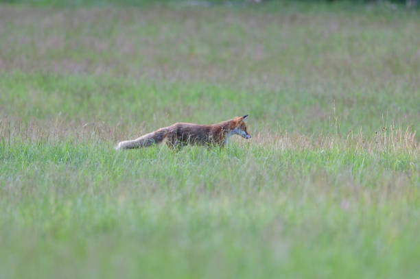 wild red fox from far walking on the meadow hunting for food