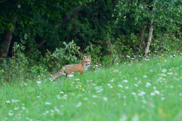 istock Portrait of red fox walking on the meadow grass 2109410868