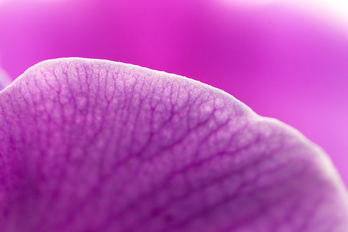 Beautiful amazing purple orchid flower petal with texture, macro photo