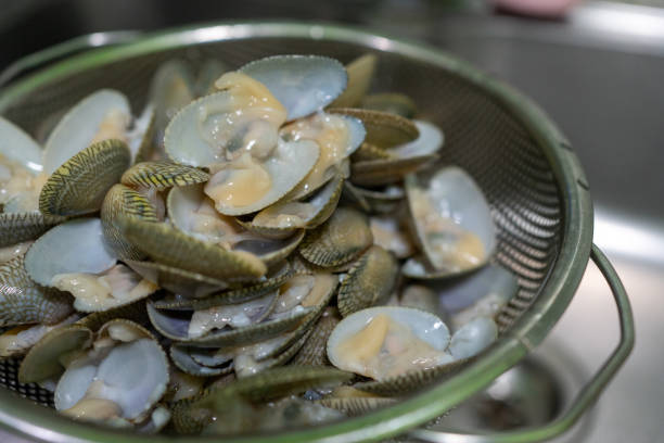 istock Fresh striped clams are cleaned and ready to be cooked. 2109485580