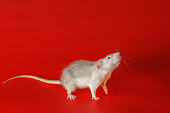 Gray rat isolated on a red background. Close-up portrait of a mouse. The rodent stands on its hind legs. Photo for cutting and writing