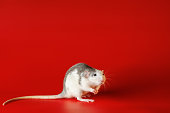 Colored black and white rat isolated on a red background. Close-up portrait of a mouse. The rodent stands on its hind legs. Photo for cutting and writing